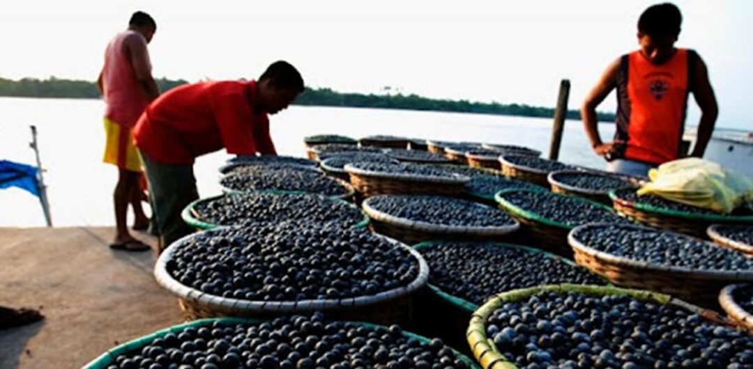 Da floresta ao mercado: desafios e oportunidades para os sistemas produtivos locais na Amazônia