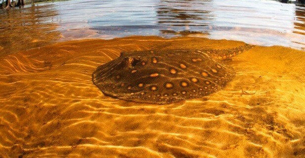 Biólogo explica o que fazer em caso de ferroada de arraia em rios na Amazônia