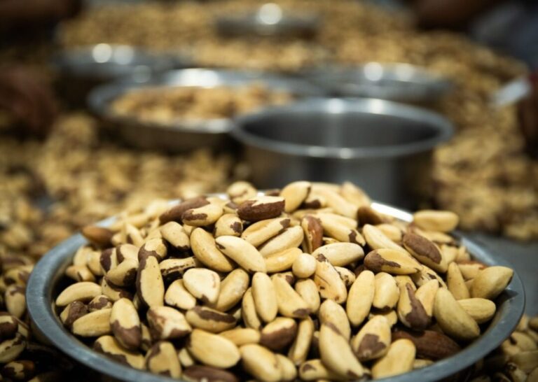 “Tokenização” da castanha da Amazônia: startups investem em cadeias de manejo sustentável com ajuda de tecnologia