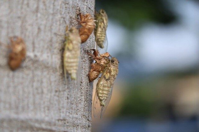 Você sabia que o som das cigarras pode chegar a 120 decibéis?