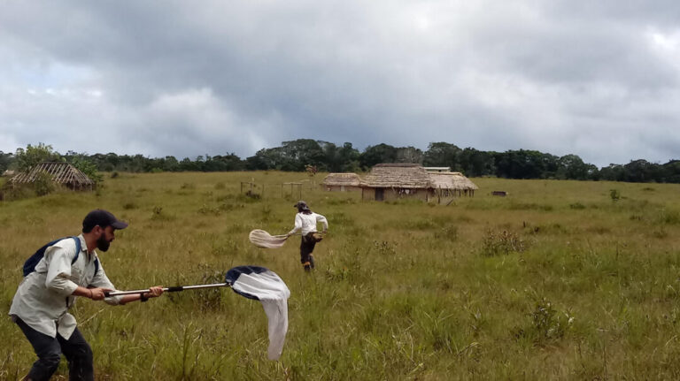 No ‘Mundo Perdido’: pesquisas revelam a origem e a diversidade de borboletas nos tepuis
