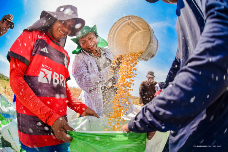Colheita de milho fortalece agricultura familiar indígena em Boa Vista