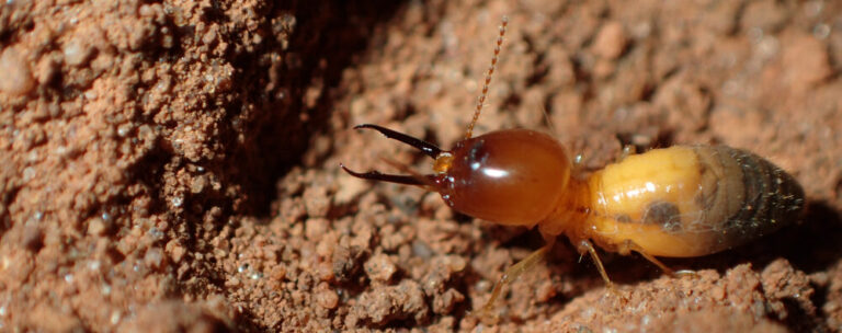 Livro gratuito reúne conhecimento mais recente sobre cupins da América do Sul
