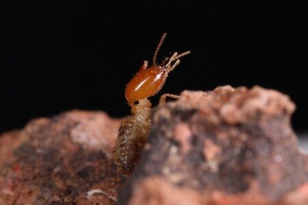 Soldado de Cornitermes cumulans em São Paulo. cupins. Foto: Tiago Carrijo/CCNH-UFABC