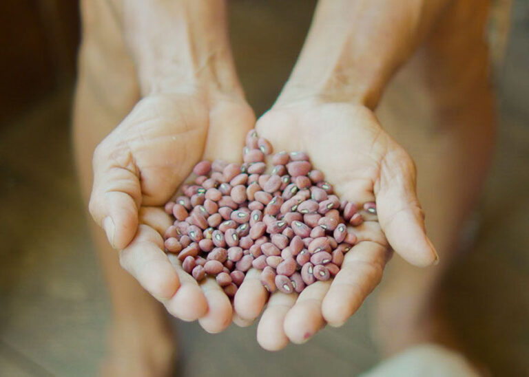 Feijões amazônicos: pesquisa revela diversidade e alto valor nutricional