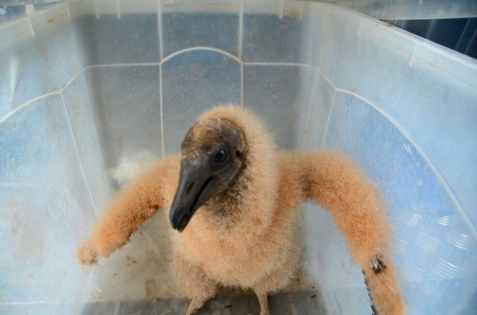 Resgate de animais silvestres