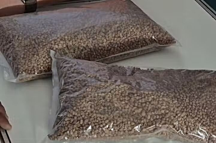 Restos de pescado são usado na criação de ração alternativa para reduzir impactos ambientais no Amapá