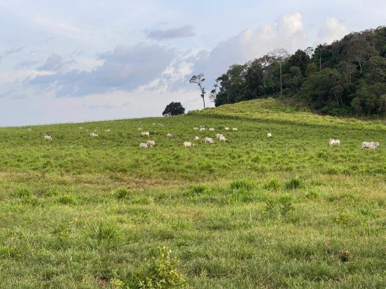 Pecuária cresce 85% em Roraima em sete anos, aponta Agência de Defesa Agropecuária