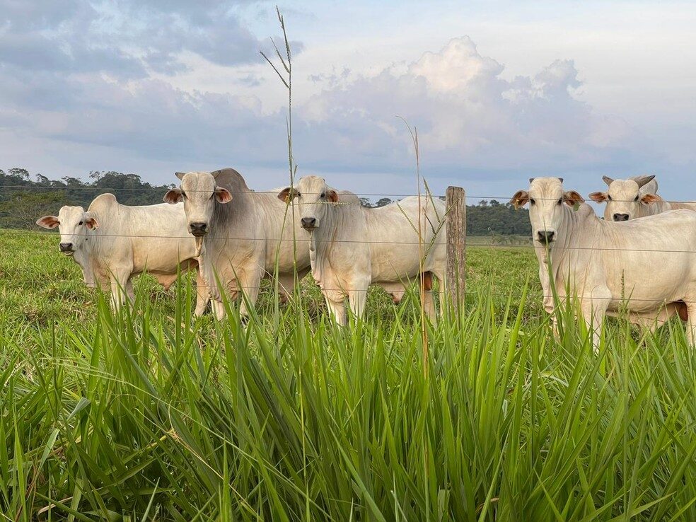 Pecuária cresce 85% em Roraima