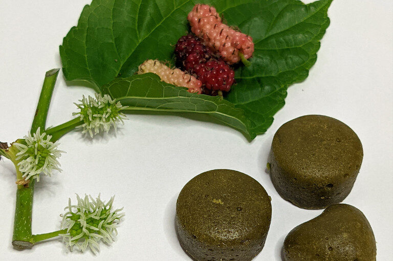 Realizada no Tocantins, a pesquisa investiga as propriedades bioativas da amora