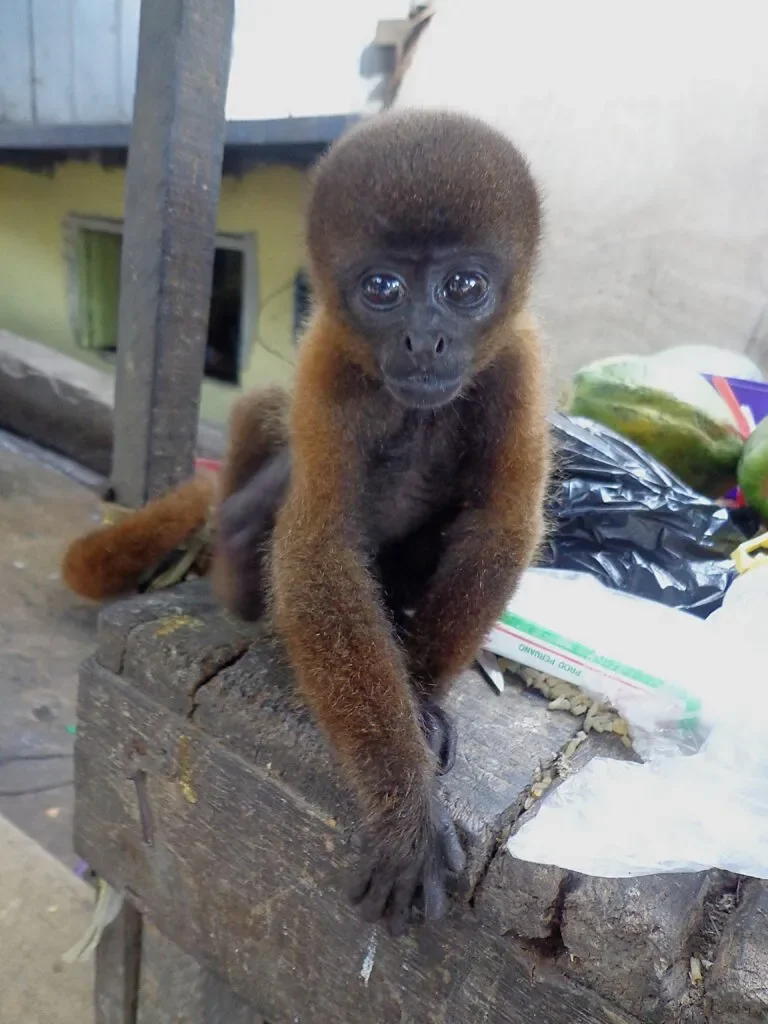 Macaco-barrigudo (Lagothrix lagothricha) vítima do tráfico de vida silvestre, sendo vendido em uma feira na cidade de Iquitos