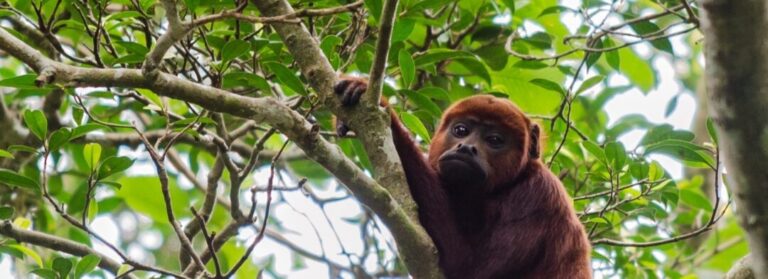 Pesquisa inédita revela microplásticos no estômago de macacos na Amazônia