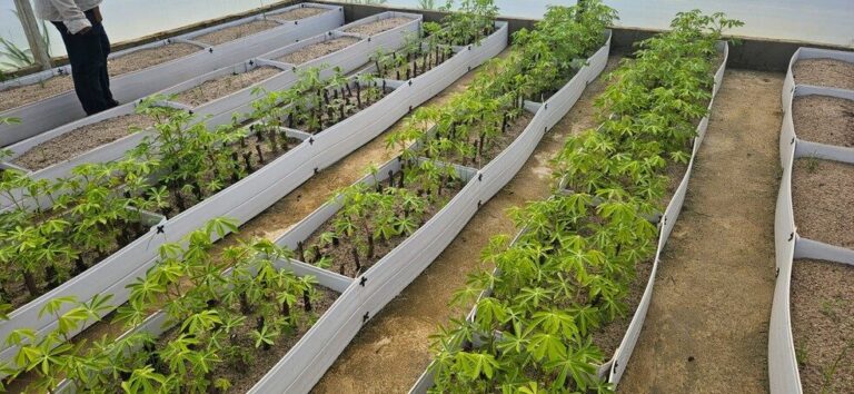 Embrapa apresenta cultivo de banana como alternativa para crise da mandioca no Amapá