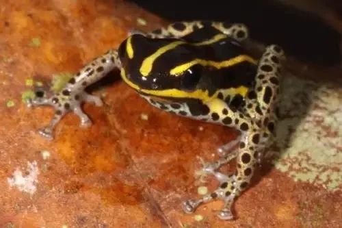 nova especie de sapo venenoso Ranitomeya hwata no peru 2 Foto Sernanp