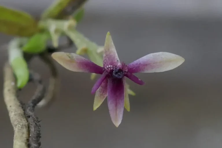 Nova espécie de orquídea é descoberta em Parque Nacional no Peru: Telipogon yanesha