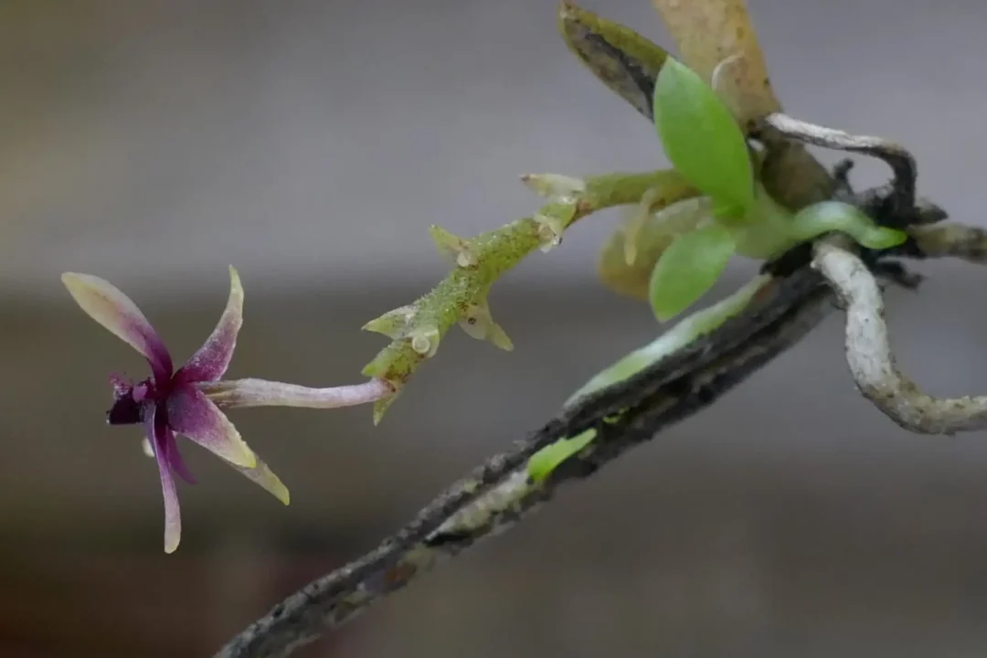 A orquídea Telipogon yanesha se destaca por sua beleza discreta e distinta. Foto: Luis Valenzuela
