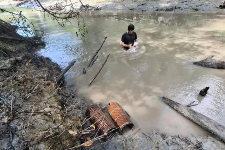Produção sustentável do camarão-da-Amazônia é foco de Rede de Inovação no Pará