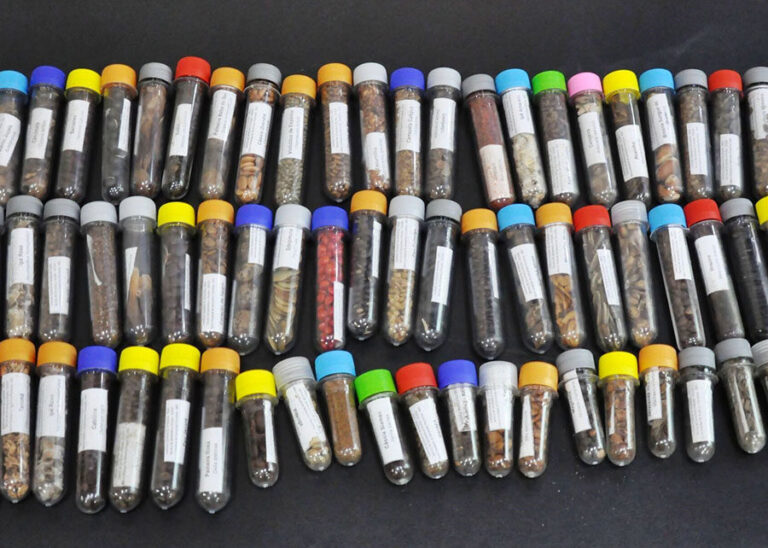 Parceria investe em sementes florestais para restaurar três biomas brasileiros