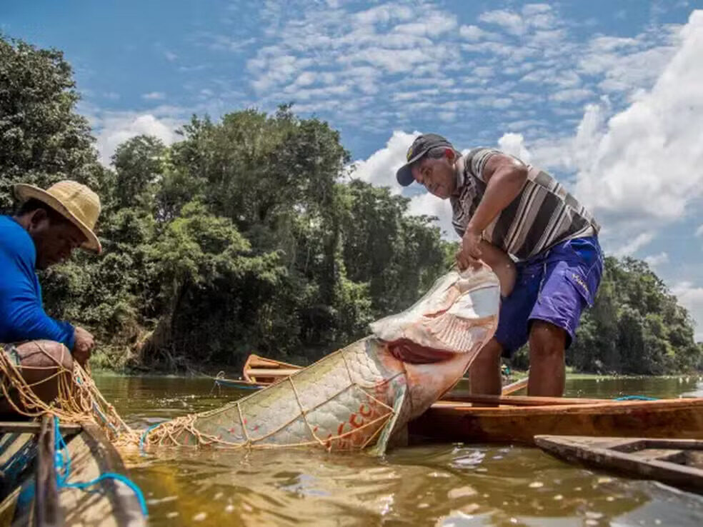 pirarucu-e-pescado-na-comunidade-sao-raimundo-do-jaraua-no-amazonas-embrapa
prêmio