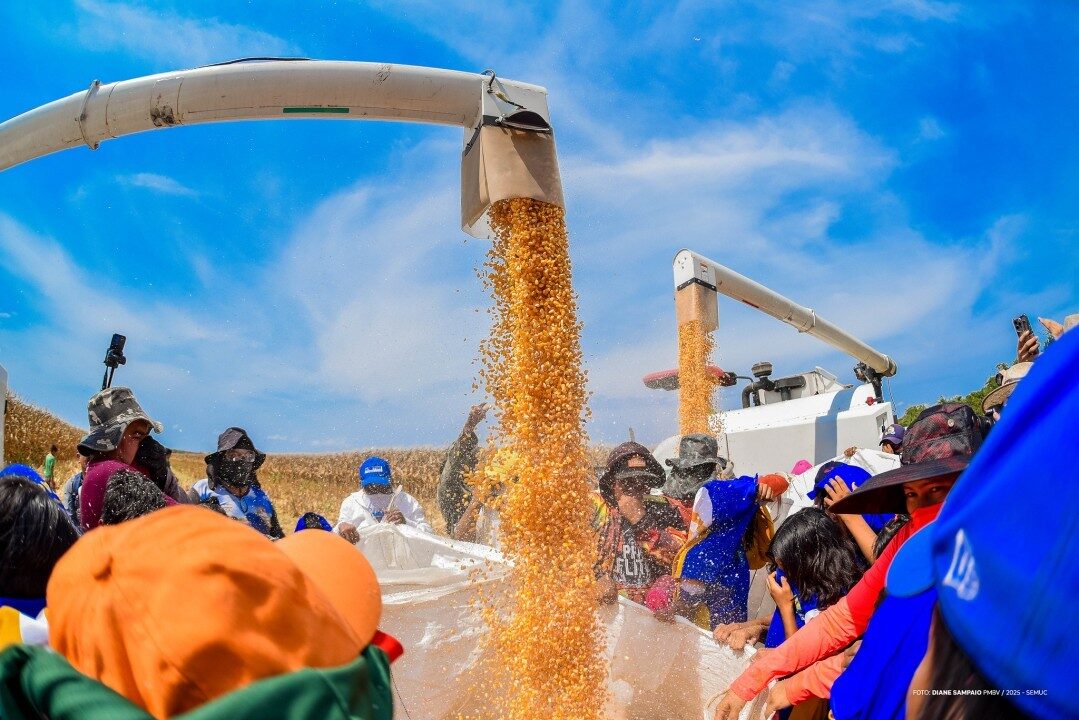 Colheita de milho fortalece agricultura familiar indígena em Boa Vista