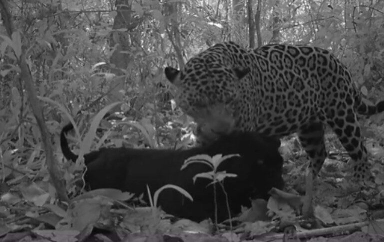 Cópula rara entre onças-pintadas é registrada pela primeira vez na natureza em parque no Pará