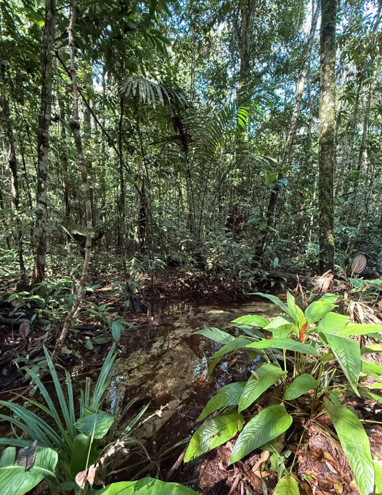 Reprodução de fungos amazônicos corre risco em função de plástico e do clima