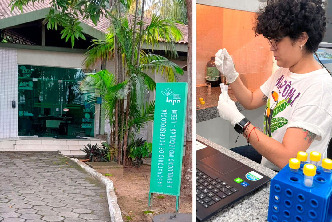 Reprodução de fungos amazônicos corre risco em função de plástico e do clima