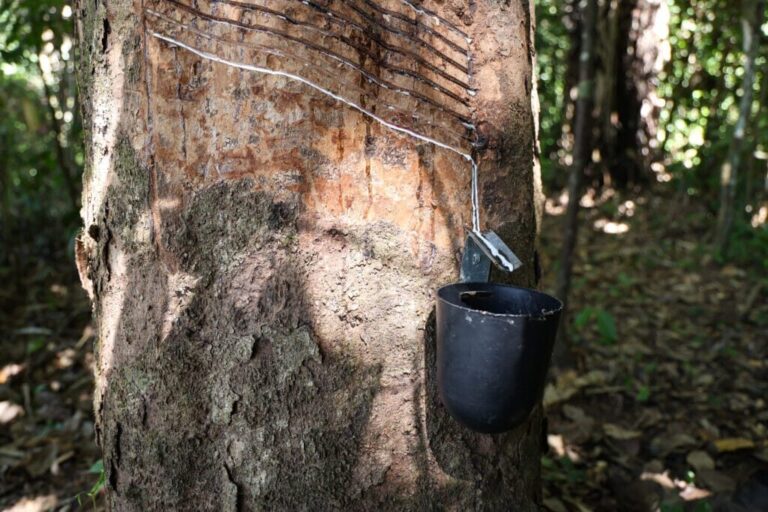 Cadeia da borracha: o esforço silencioso que transforma o extrativismo do Acre
