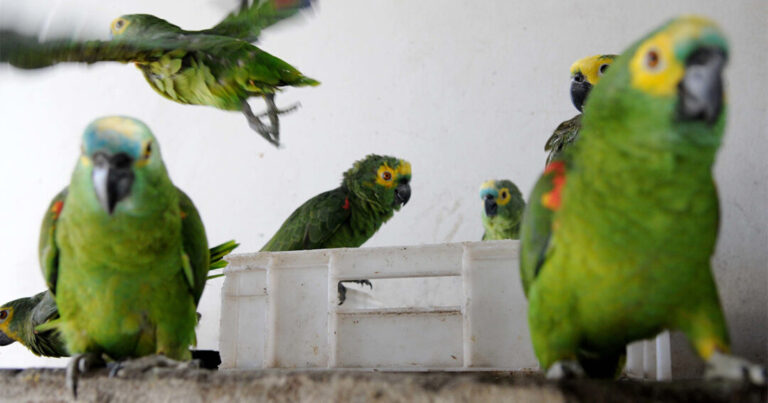 “É preciso tipificar o tráfico de vida silvestre na lei”, diz especialista da WCS Brasil