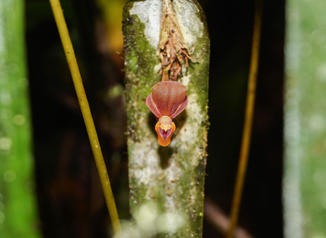 Imagem colorida mostra orquídea nova encontrada na Amazônia