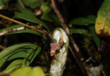 Imagem colorida mostra orquídea nova encontrada na Amazônia