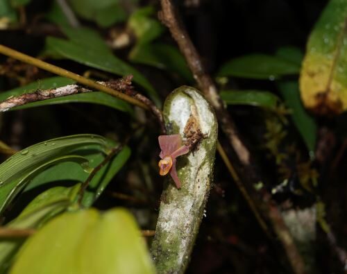 Orquídeas surpreendem na Amazônia peruana: nova espécie encontrada reforça importância da preservação