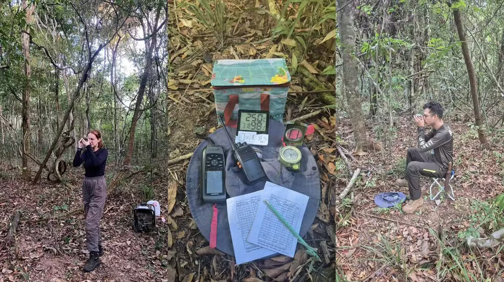 Estudo mapeia população de guaribas na floresta do Amapá; risco de extinção é avaliado