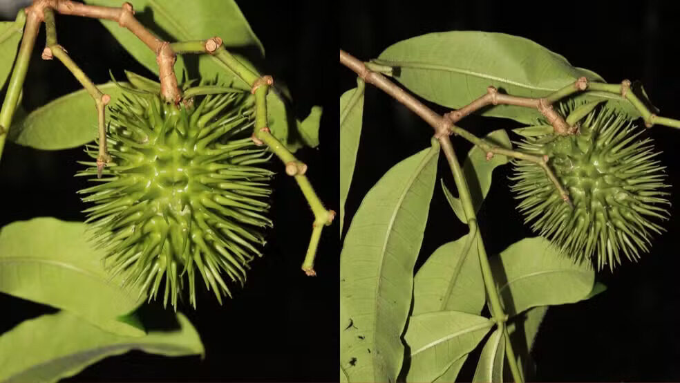Angiosperma de uma das plantas registradas no Parque Nacional Montanhas do Tumucumaque. Foto: Herison Medeiros/Catálogo UCS Brasil
