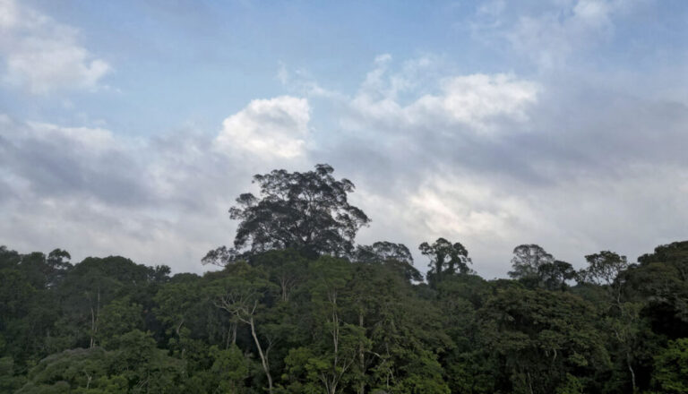 Árvores grandes consomem e armazenam mais carbono, aponta estudo