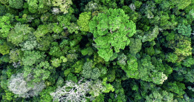Árvores de florestas tropicais da Amazônia já sentem impactos climáticos, aponta estudo
