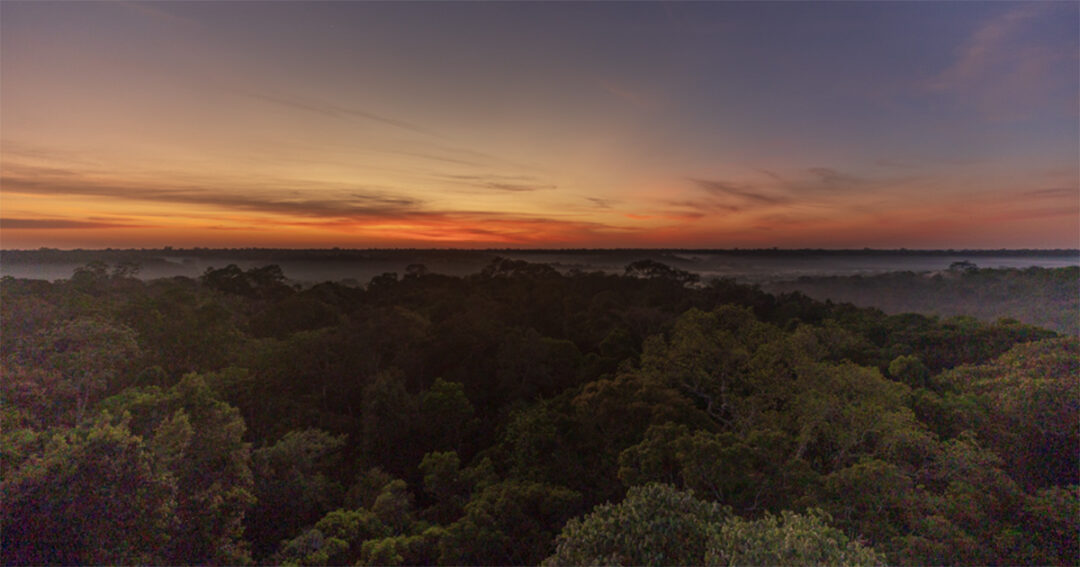 Vista do alto da torre ZF-2, na reserva do INPA em Manaus onse pesquisa sobre biodiversidade de insetos é realizada- Foto: Cecília Bastos/USP Imagens