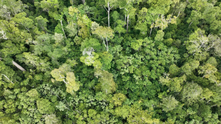 Levantamento do CBM-AP mostra redução histórica de focos de queimadas no Amapá em 2025