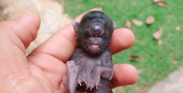 ‘Gato ciclope’: felino nasce com um olho só em Rondônia