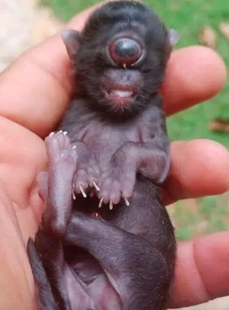 'Gato ciclope': felino nasce com um olho só em Rondônia