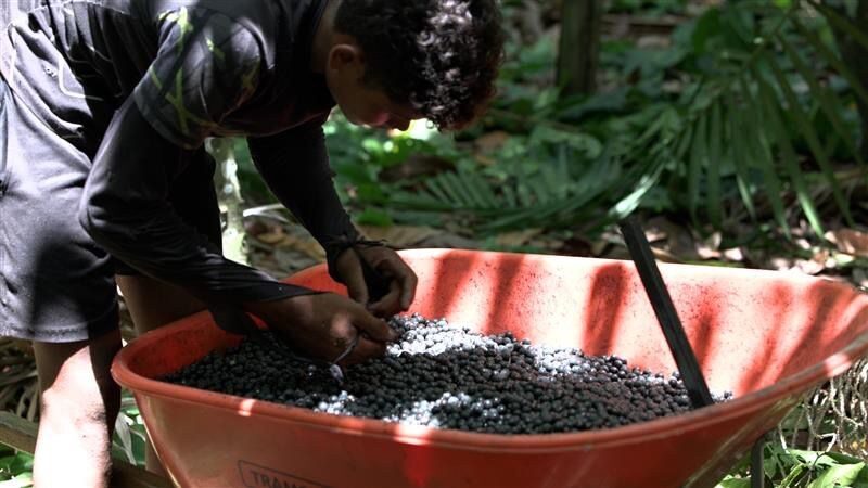 comunidade produtora de açaí no pará