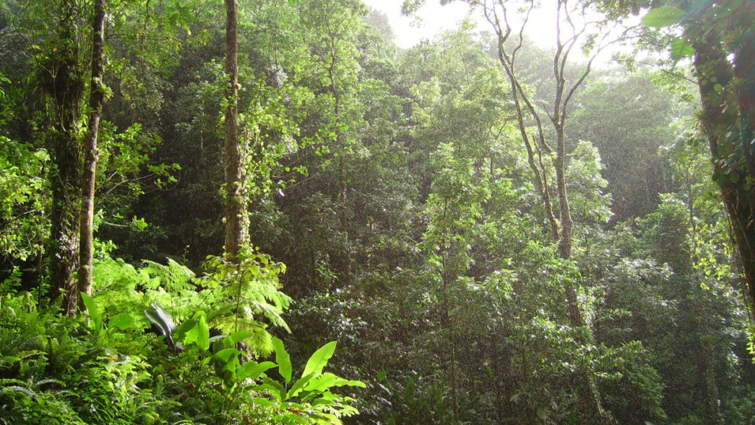 Imagem colorida mostra floresta tropical e seu clima