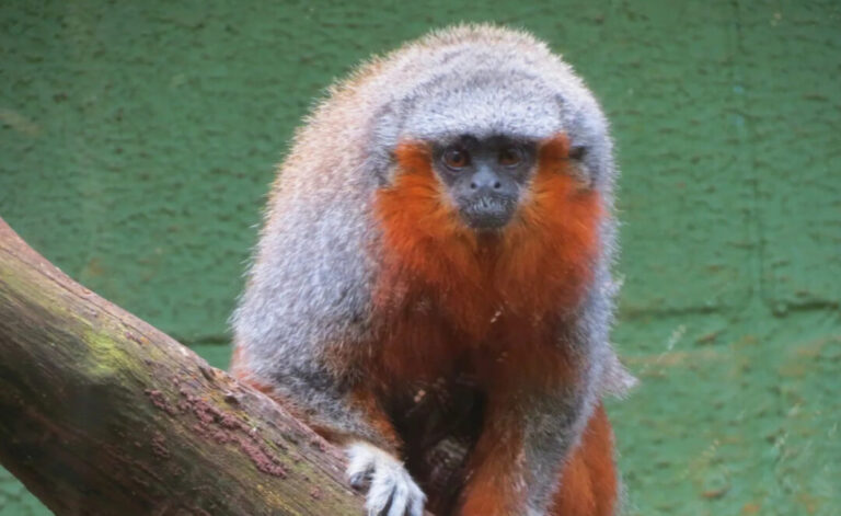 Zogue-zogue: espécie de macaco que habita o norte do Mato Grosso está ameaçada de extinção