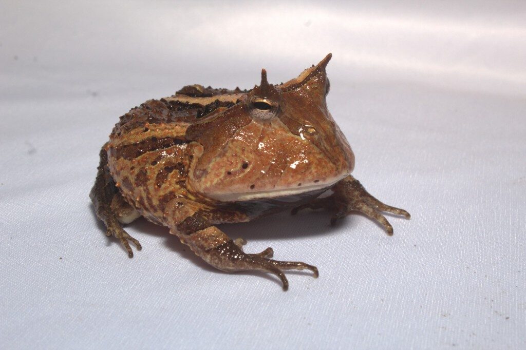 Anfíbios são protagonistas de evento científico que orienta sobre seu papel na Amazônia