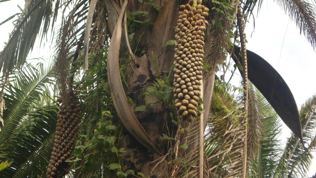 Biodiesel de babaçu polui menos que o de soja
