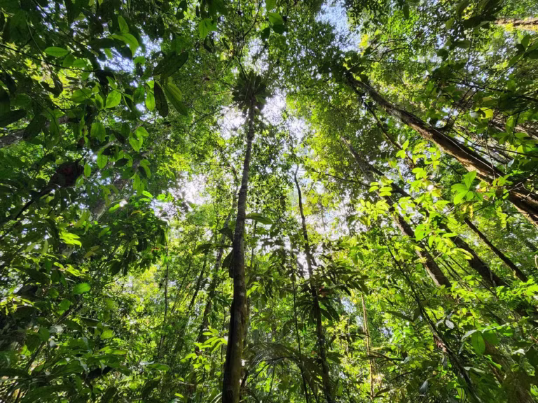 Defensoria Pública e Sema assinam protocolo para implementação do Cinturão Verde em Manaus durante a COP30