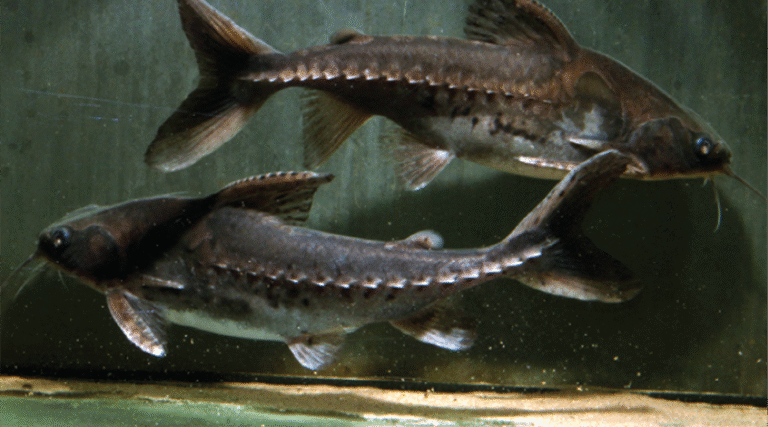 Conheça o bacu-pedra, peixe amazônico com escamas que formam ‘escudo’ e que ajuda na dispersão de sementes