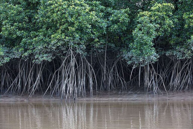 Novo mapeamento identifica 1,2 milhão de hectares de manguezais no Brasil