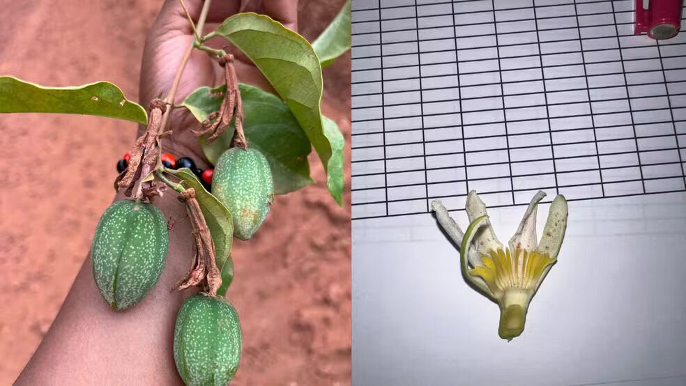 Pesquisadores mapeiam espécies de Maracujá no Amapá. Foto: Gabrielly Ribeiro/Acervo pessoal