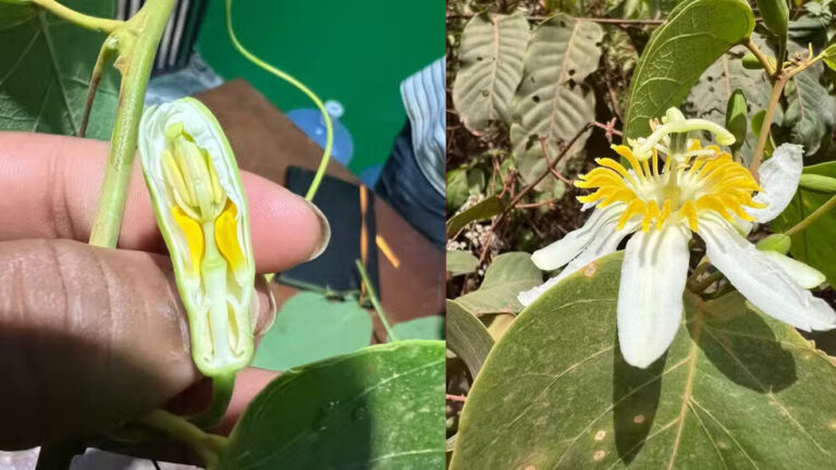 Espécies de maracujá são mapeadas no Amapá